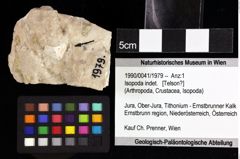 Foto (Objket + Etiketten) von Isopoda indet. 